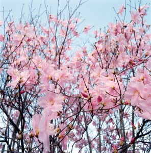 cherry blossoms